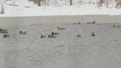 ducks near the mouth of saco river in maine during heavy snowfall in mid-winter. slow motion. clip e.