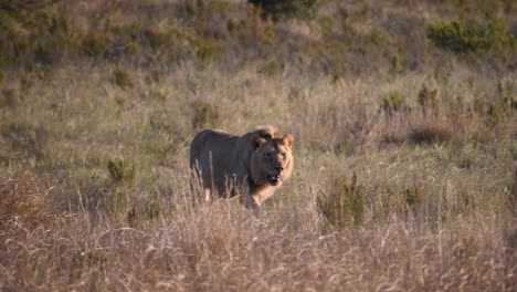 Lion-walking-in-SLOW-MOTION