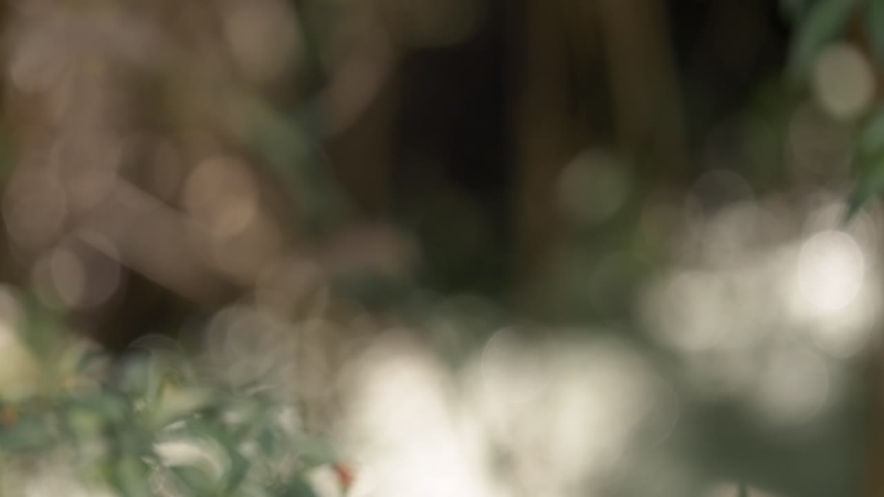 Explore serene beauty of nature through blurred foliage and vibrant leaves captured in bokeh