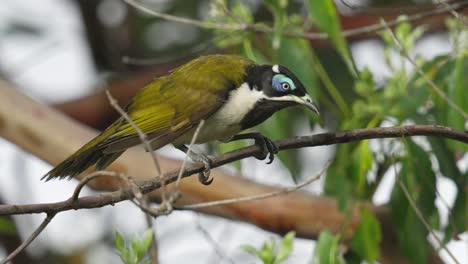 Curious-blue-faced-honeyeater-bird-in-a-tree-looking-around