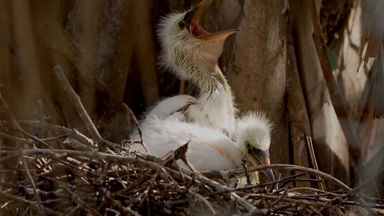 Küken des Seidenreihers im Nest, gähnend.
