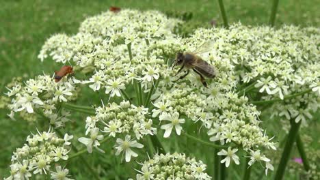 Primer-Plano-De-Una-Abeja-Y-Un-Escarabajo-Naranja-En-Algunas-Flores-Silvestres-Blancas-En-Un-Prado-Soleado