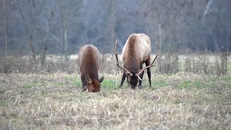 a large bull elk and a cow elk graze in a farm field in a valley.