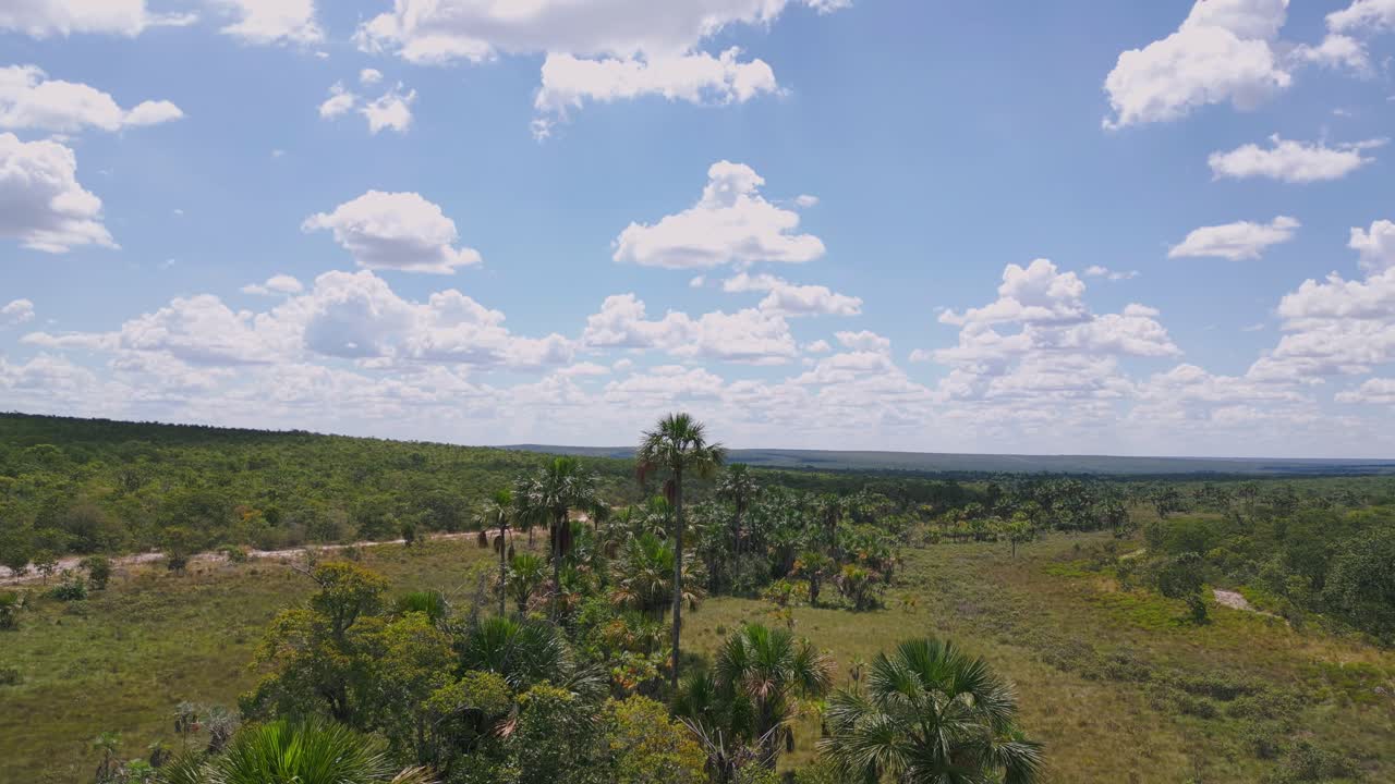 Brazilian Cerrado landscape showing dry vegetation and sparse palm trees under a bright blue sky with cumulus clouds, indicating habitat degradation and climate change impact
