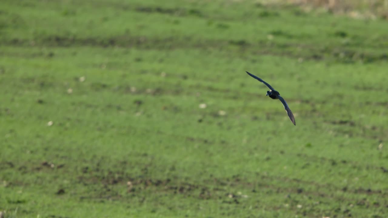 Birds in Flight Over a Green Field