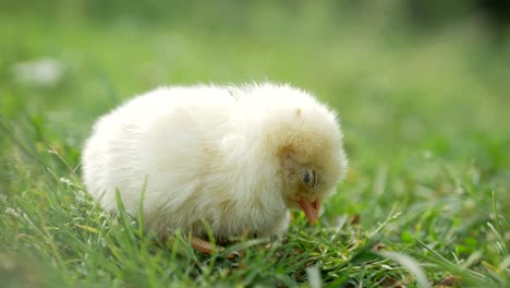 little yellow chickens sleeping together little birds funny chicks humorous chickens cute newborn little yellow chickens sleeping together little birds funny chicks humorous chickens cute newborn chicks