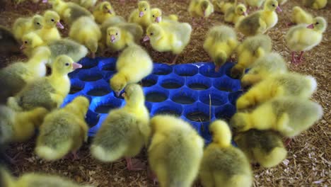 goslings drinking from tray in indoor farm in spring