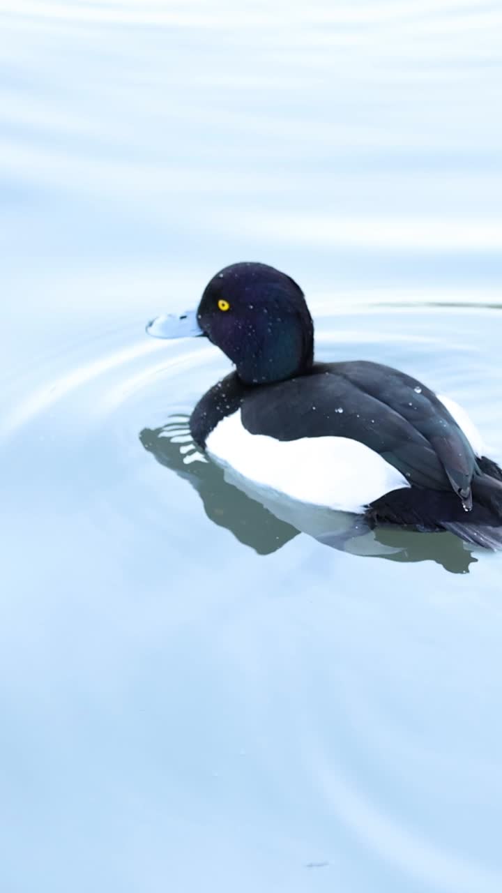 조용한 오리 한 마리가 조용한 파란 호수를 가로질러 미끄러진다.