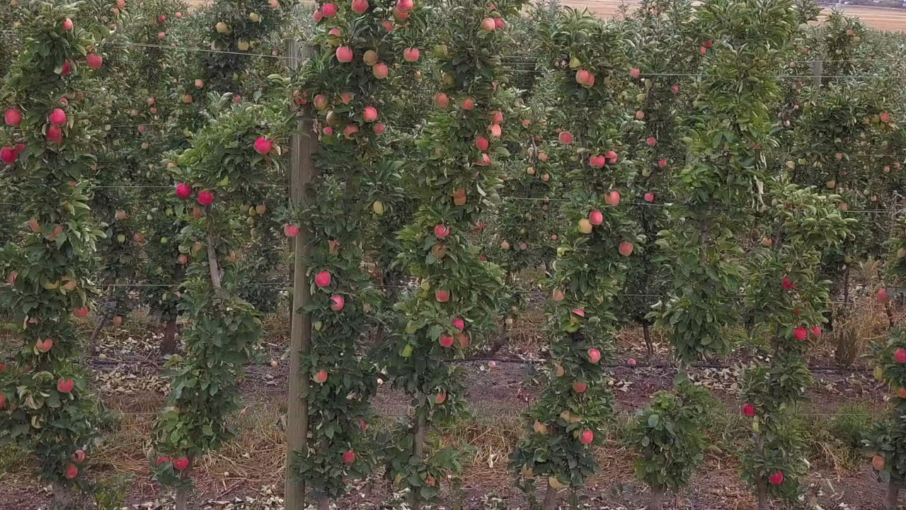Mele rosa sane sugli alberi da frutto in autunno prima del raccolto