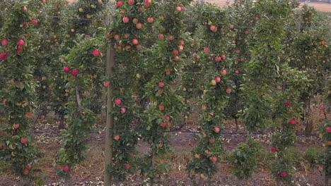manzanas rosadas saludables en los árboles del huerto en otoño antes de la cosecha