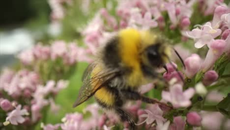 bumblebee collects nectar from the flower. close-up macro.