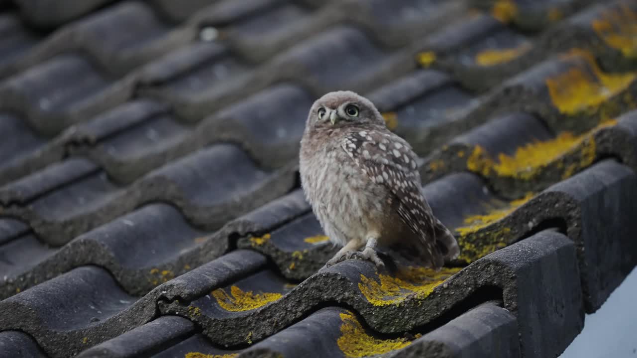 작은 올빼미, 아테네 noctua의 핸드헬드 샷