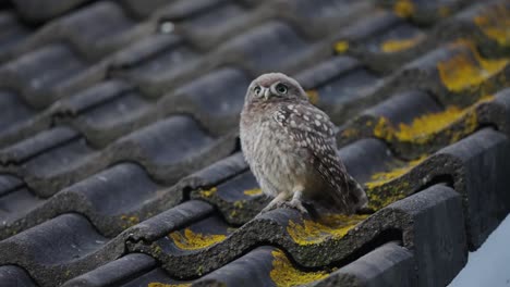 toma de mano de un pequeño búho, athene noctua