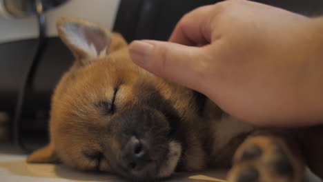 little shiba puppy sleeping on floor