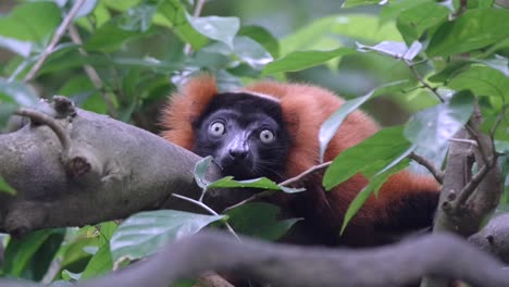 critically endangered red ruffed lemur resting on a tree branch look at camera