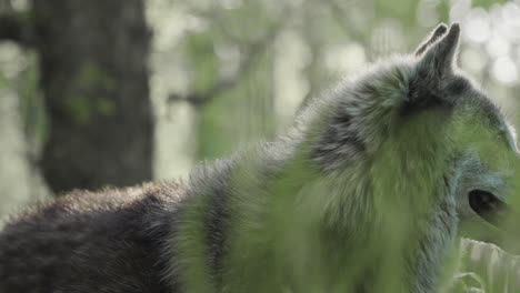 Eine-Flache-Aufnahme-Eines-Grauen-Wolfes-Durch-Das-Gras,-Während-Er-In-Den-Wald-Blickt