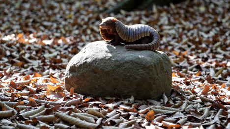 an armadillo resting on a rock amidst fallen leaves