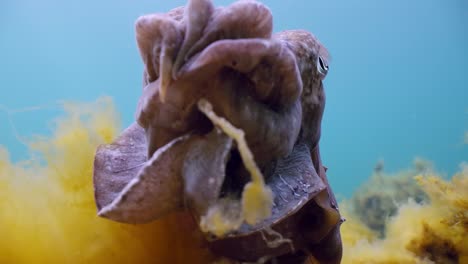 Giant-Australian-Cuttlefish-Sepia-apama-Migration-Whyalla-South-Australia-4k-slow-motion,-mating,-laying-eggs,-fighting,-aggregation,-underwater