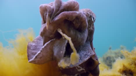 sepia gigante australiana sepia apama migración whyalla sur de australia 4k cámara lenta, apareamiento, puesta de huevos, lucha, agregación, bajo el agua