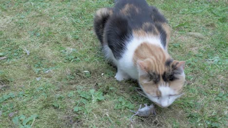 Eine-Katze-Hat-Eine-Maus-Gefangen