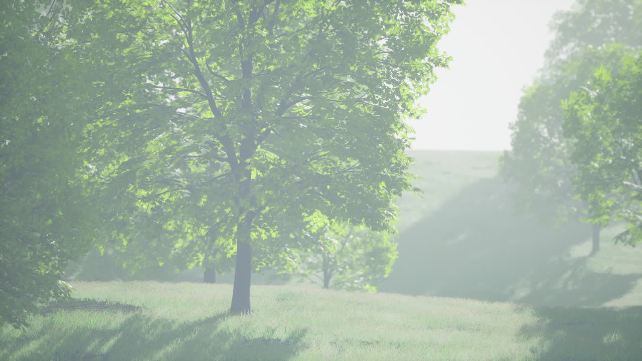 봄 에 밝은  ⁇ 빛 으로 빛나는 푸른색 에  ⁇ 은 메이플 잎