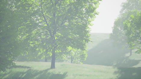 lush green young leaves of maple illuminated by bright sunlight at spring