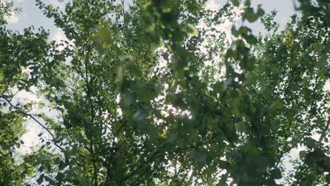 Grüner-Baum-Gegen-Blauen-Himmel-Mit-Sonnenschein-An-Einem-Sonnigen,-Windigen-Sommertag