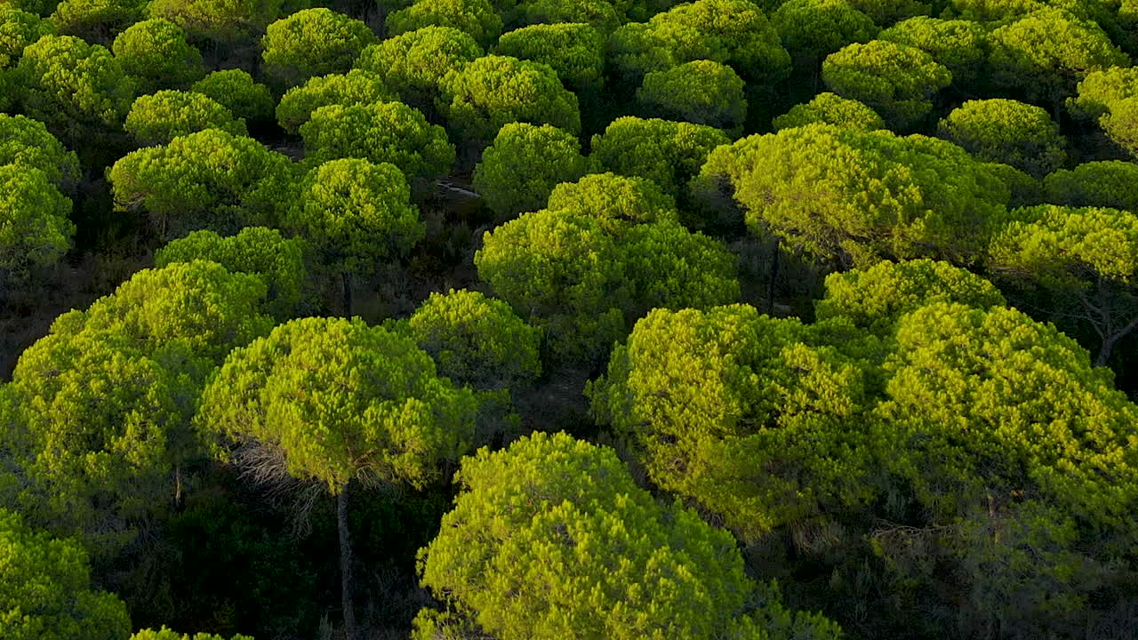 Slow aerial Birds Eye shot of lush green colored pine trees plantation illuminated by sun in Spain