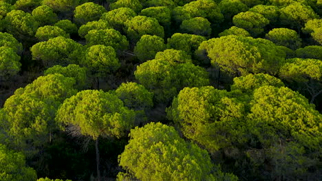 Toma-Aérea-Lenta-De-Pájaros-De-Una-Exuberante-Plantación-De-Pinos-De-Color-Verde-Iluminada-Por-El-Sol-En-España