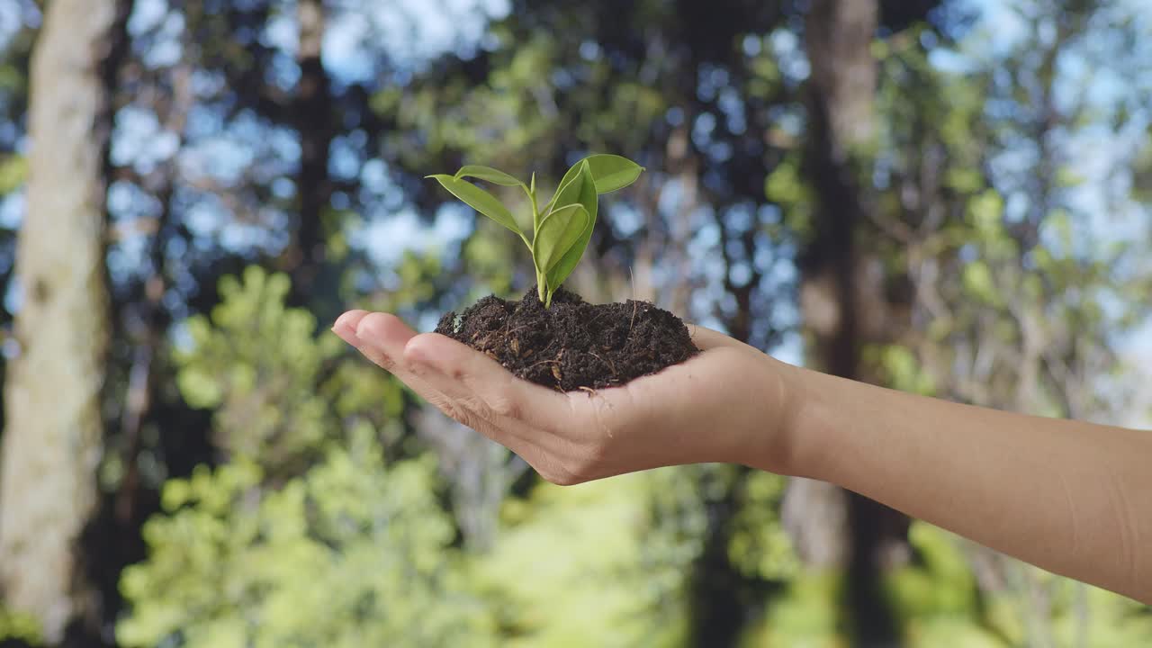 cerca de barro de tierra negra con un brote de árbol en la mano del agricultor en el bosque