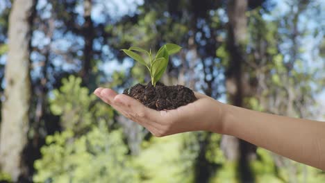 close up of black dirt mud with a tree sprout on farmer's hand in the forest