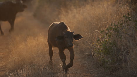 buffalo calf in the african savanna