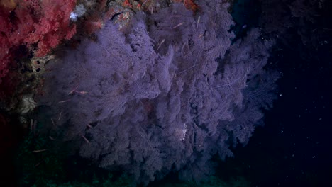 Big-purple-soft-coral-and-reef-fishes-on