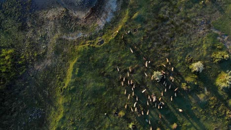 herding of animal farm goats near lake during sunrise