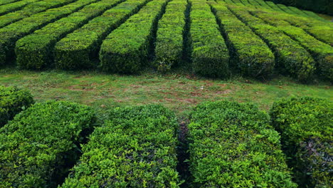 harvesting rows texture environment closeup. green tea plantation lines growing