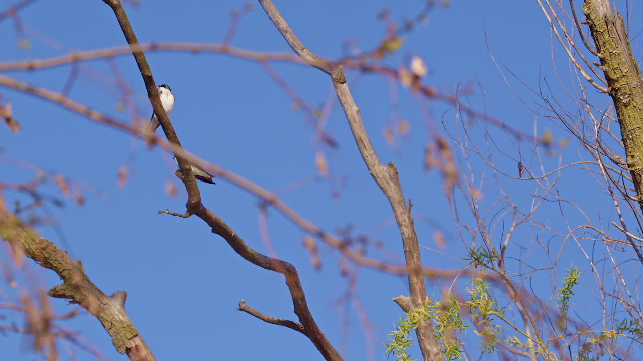 Spring skies come alive with slow-mo footage of purple martins in flight.
