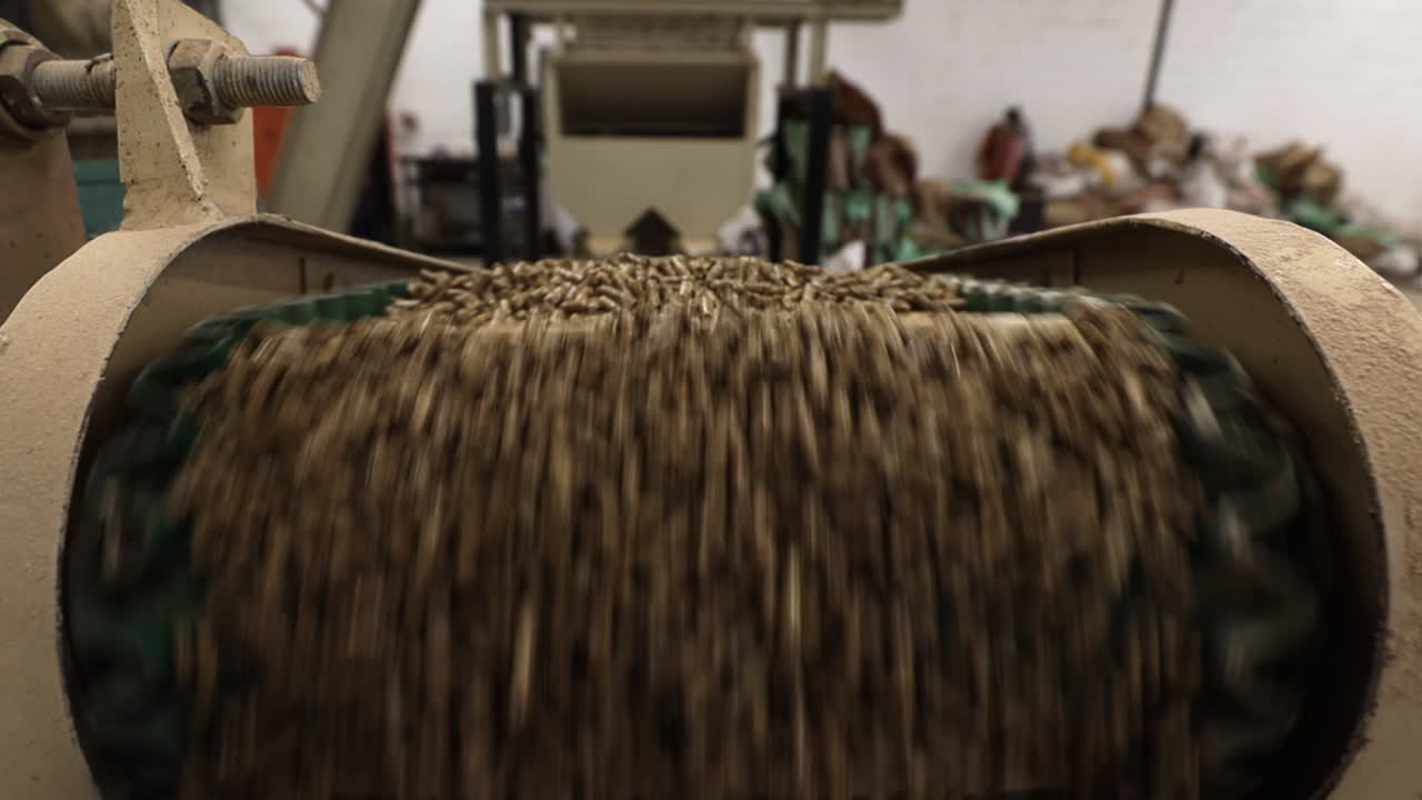 Livestock feed pellets roll off agricultural conveyor on modern farm