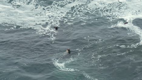 some seals swimming in the waves along the rocky shoreline in maine.
