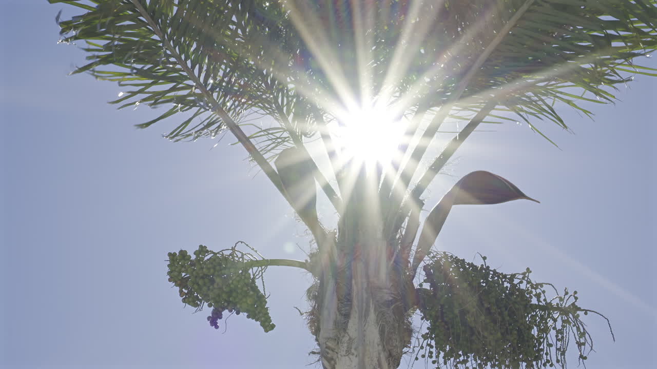 Close up of sun peaking through the leaves of a palm tree with the blue sky on the background