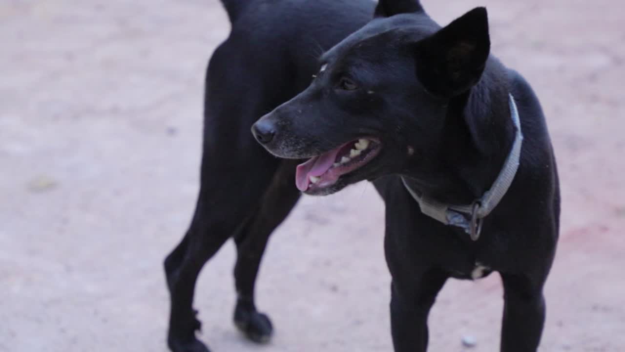 собака дышит и смотрит вдаль