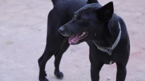 Perro-Respirando-Y-Mirando-Hacia-Otro-Lado