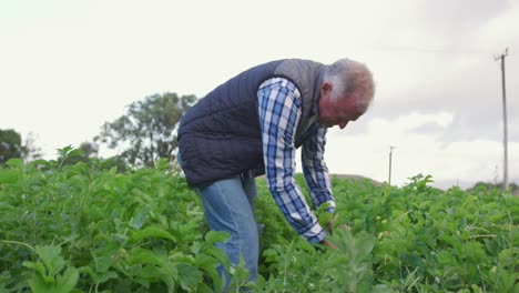 mature man working on farm
