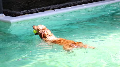 el perro nada en la piscina para buscar la pelota.