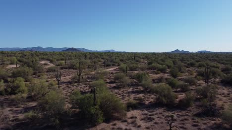 remote barren desert landscape with cactuses and mountains during clear blue sunny morning