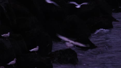 Seagulls-flying-around-by-the-Icelandic-seashore-by-the-roaring-Atlantic-sea,-looking-for-food-just-before-twilight