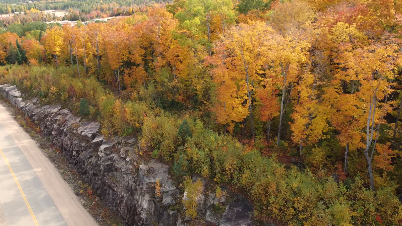 Various of beautiful deciduous vegetations planted along the pathway, tranquil autumn season at Algonquin Provincial Park, Muskoka Region