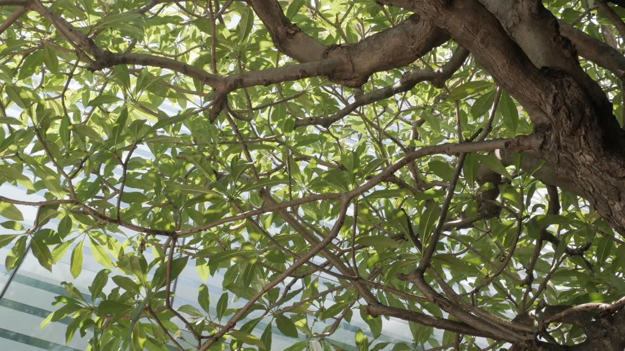 sun light shine through green tree in the morning day