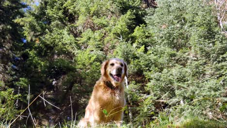feliz perro dorado en el bosque jadeando mientras está feliz y en un paseo de perros