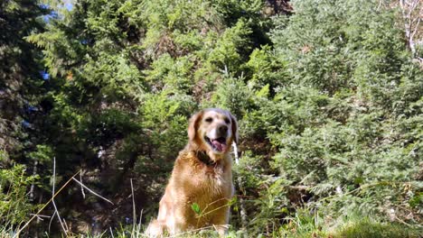 happy golden dog in the forest panting as he is happy and on a dog walk