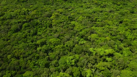 A-drone-provides-a-close-up-view-of-a-dense-and-lush-forest-from-above,-showcasing-the-intricate-network-of-trees-and-foliage